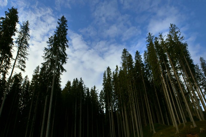 Alberi che camminano' per il terzo appuntamento di 'CinemAmbiente presenta Torino e le Alpi'