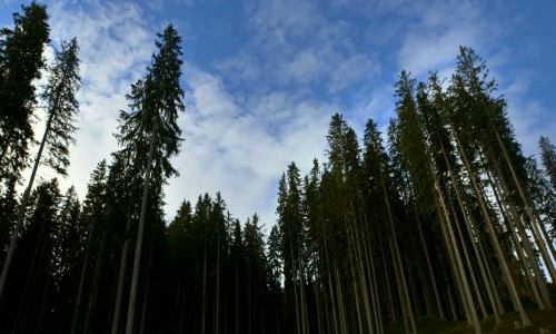 Alberi che camminano' per il terzo appuntamento di 'CinemAmbiente presenta Torino e le Alpi'